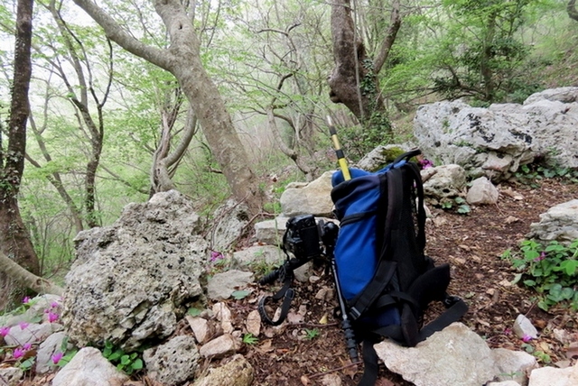 Ophrys crabronifera & Ophrys holosericea sp. � Monti Lucretili  (Roma).